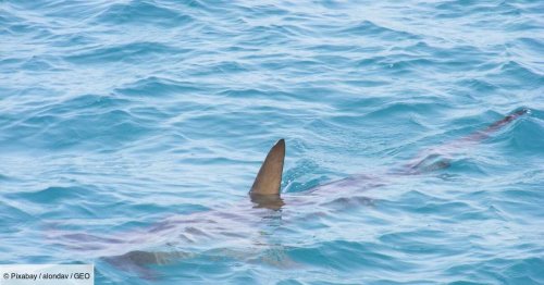 Drone : les incroyables images d’un requin qui attaque un banc de raies en Floride