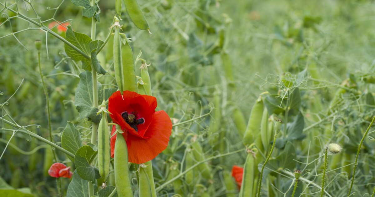 Le Chiffre de GEO: 170 études sur l’agroécologie montrent des bénéfices pour la biodiversité et le climat