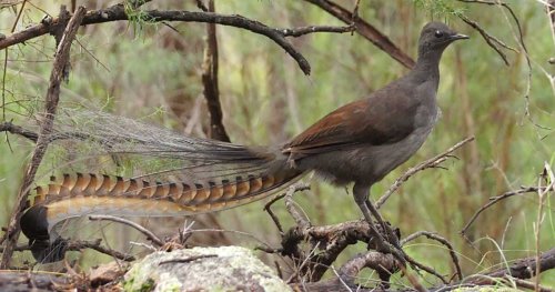 L'oiseau-lyre, un incroyable oiseau d'Australie qui suralimente ses proies avant de s'en nourrir