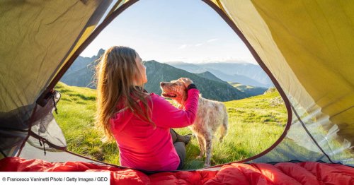 Le succès grandissant du toutourisme, qui consiste à voyager avec son chien