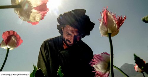 De l'opium à la meth, la nouvelle guerre de la drogue menée par les talibans