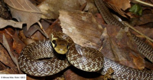 La couleuvre d’Esculape, ce reptile venu d'ailleurs qui infiltre silencieusement l’Angleterre