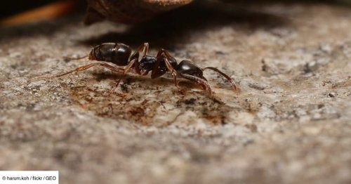 Une fourmi invasive progresse aux États-Unis et représente un danger mortel
