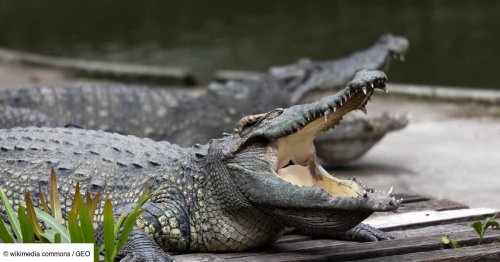 "Crocodiles à emporter": en Chine, 100 tonnes de reptiles vivants mis aux enchères... à récupérer soi-même