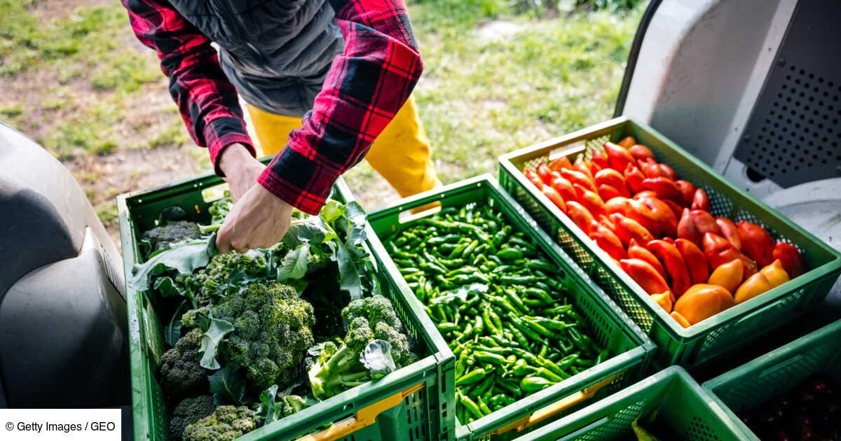 Du jardin à l’assiette : pourquoi cultiver local est une solution d’avenir