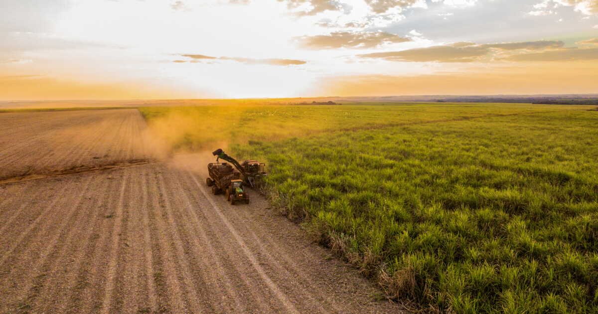 Pourquoi la COP30 devrait se méfier des biocarburants