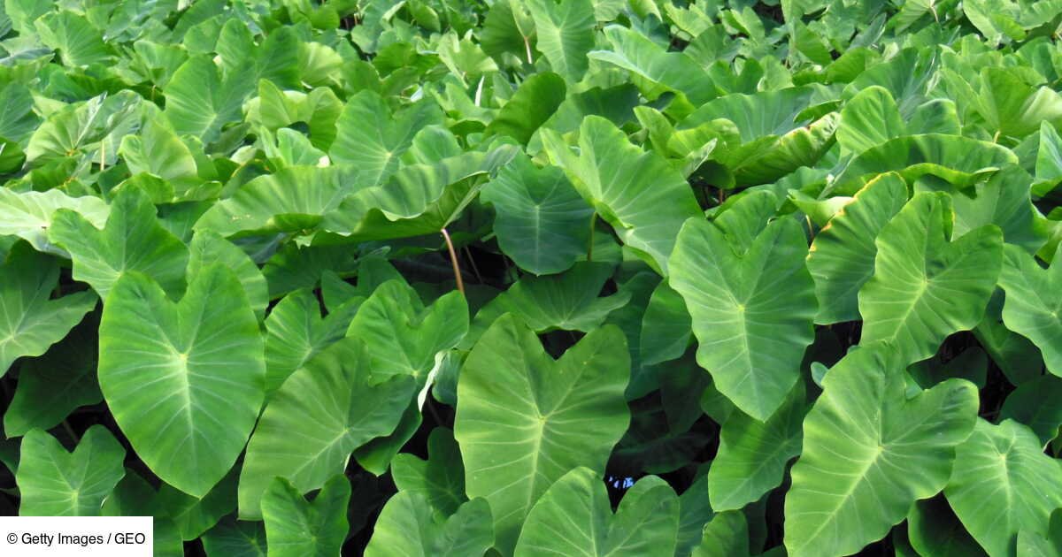 Trois régions du monde qui ont sauvé leur avenir grâce à l’agriculture