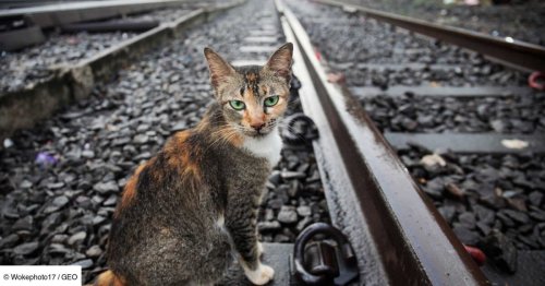 20 minutes pour sauver un animal sur les voies: la SNCF instaure un nouveau protocole strict