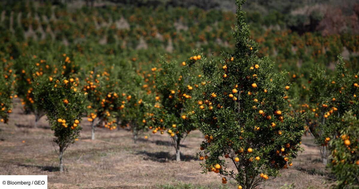 En 2080, ces cultures inattendues pourraient prospérer au Royaume-Uni sous l’effet du réchauffement climatique