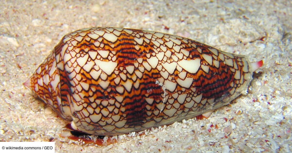 En mer Rouge, un touriste a ramassé un joli coquillage... Il aurait pu en mourir