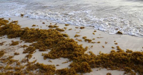 D'immenses filets "made in France" pour protéger les côtes du fléau toxique des sargasses