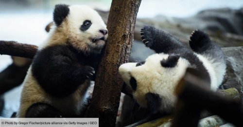 La "diplomatie du panda" : pourquoi la Chine rapatrie-t-elle les ursidés des États-Unis et du Royaume-Uni ?