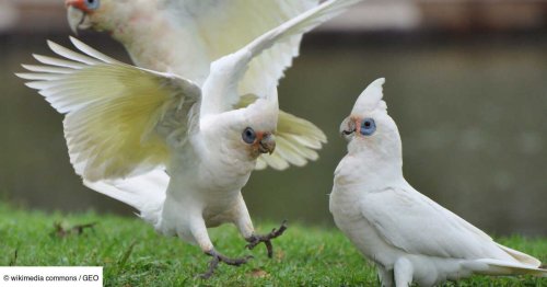 Le chiffre de GEO: 200 oiseaux meurent en Australie en quelques jours dans des "conditions déchirantes"