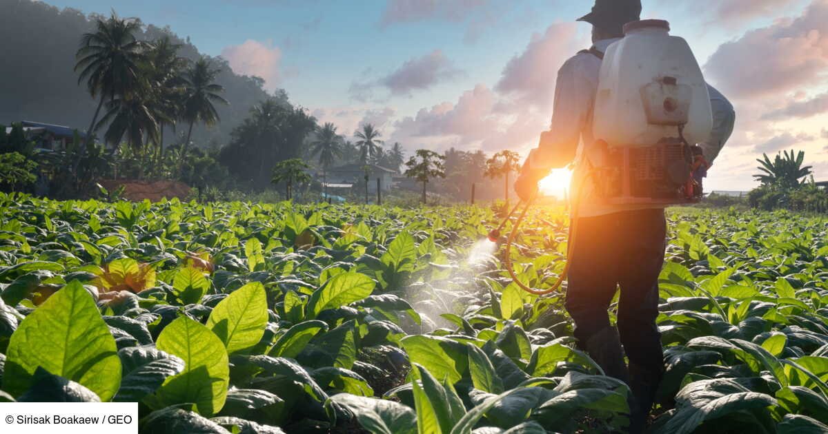 Consommation de pesticides dans le monde: où en sommes-nous ?