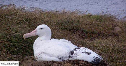 Des souris carnivores menacent d’extinction les albatros sur une île au large de l’Afrique du Sud