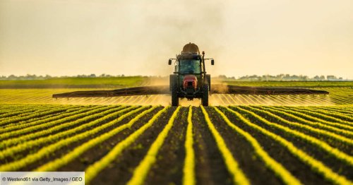 Paraquat : l'Angleterre bannit un pesticide dangereux pour la santé mais en inonde la planète