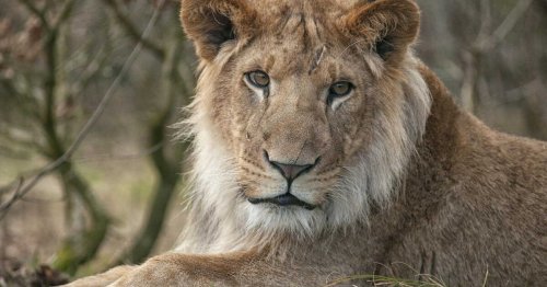 Le lion de compagnie qui a dévoré son maître révèle les failles d’un trafic ignoré en Irak