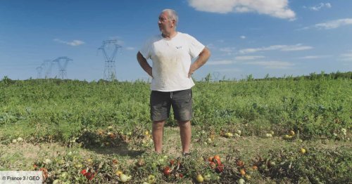Cultiver sans irrigation : le pari réussi d’un agriculteur de l’Essonne