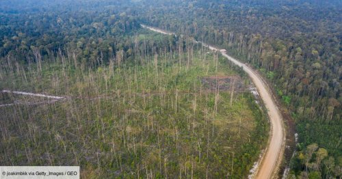 Un vaste réseau de "routes fantômes" permet de secrètement saccager des forêts à la biodiversité exceptionnelle