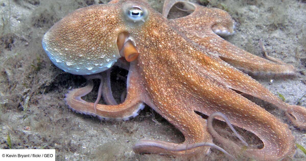 L'Œil de GEO: un poulpe étrangle un plongeur qui l'avait embêté, la scène capturée dans une vidéo impressionnante
