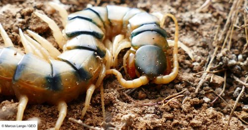 Le poison du mille-pattes géant Scolopendra morsitans : un cocktail létal fascinant, adaptable à tout contexte