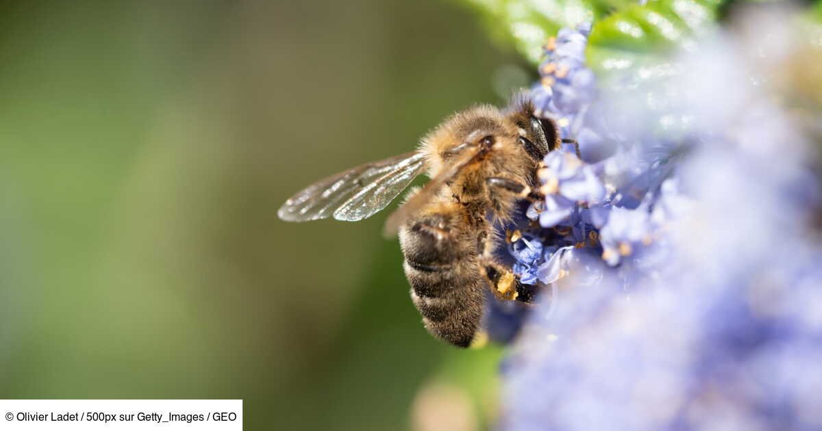 Abeilles en danger: pourquoi la proposition de loi sur les néonicotinoïdes divise
