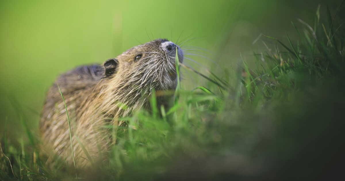 Sécheresses, effondrement des sols… Pourquoi face au changement climatique le retour du castor est une très bonne nouvelle