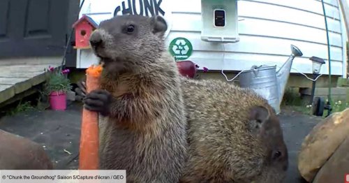 "Chunk", la marmotte américaine voleuse de légumes qui cartonne sur les réseaux sociaux