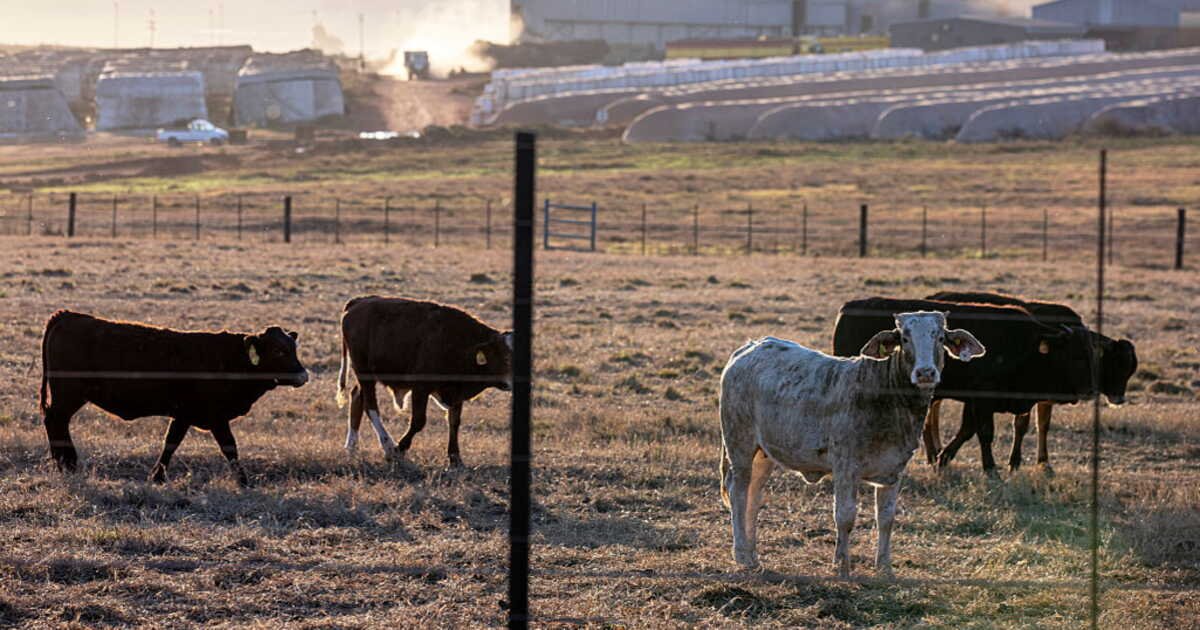Trump défend les fermiers afrikaners… tout en asphyxiant l’agriculture sud-africaine
