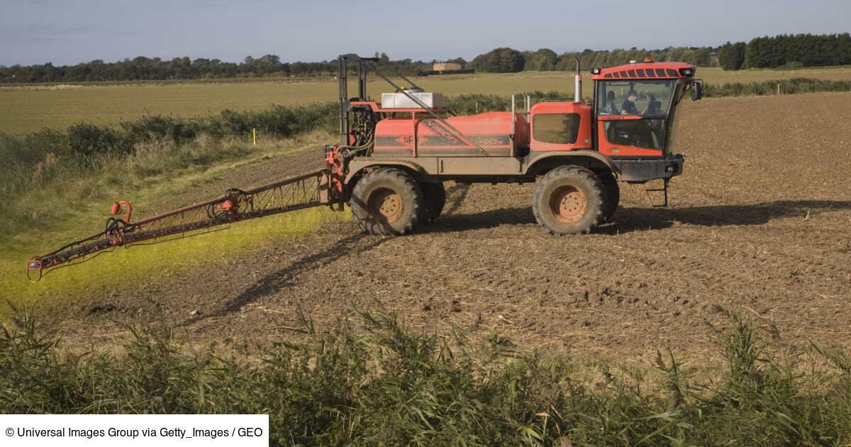 Une première résistance au glyphosate observée au Royaume-Uni relance le débat sur ce pesticide