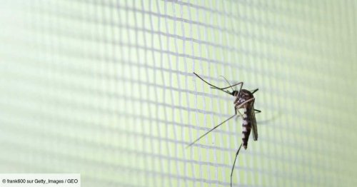 Moustiques : en détruisant la forêt tropicale, l'humain augmente la prévalence de certains virus