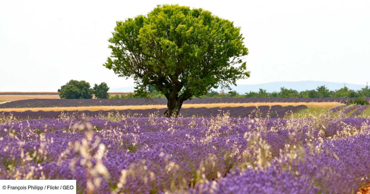 Circuit à vélo en Provence : sur les traces de Giono à Valensole et Manosque