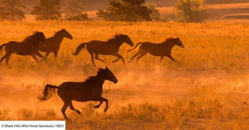 Et si les chevaux préhistoriques pouvaient nous aider à mieux protéger la biodiversité actuelle?