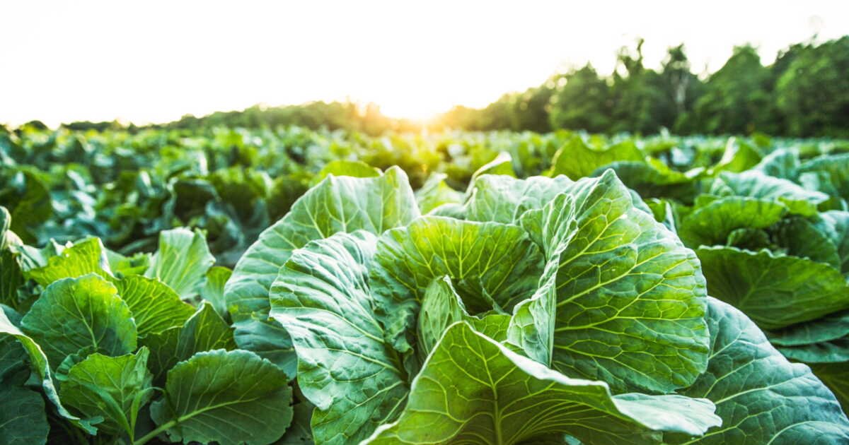 Les nouveaux OGM ? Après les États-Unis et la Chine, l&rsquo;UE autorise l&rsquo;utilisation des variétés NGT dans son agriculture