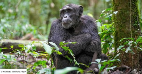 Les chimpanzés pourraient eux aussi avoir leurs traditions autour de l’alcool