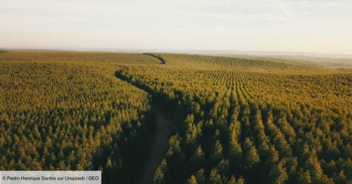 La plantation massive d'arbres pour le climat risque de faire "plus de mal que de bien", alerte une étude de l'université d'Oxford