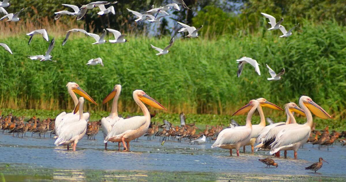 L’espoir est permis pour sauver l’écosystème le plus précieux et menacé sur Terre