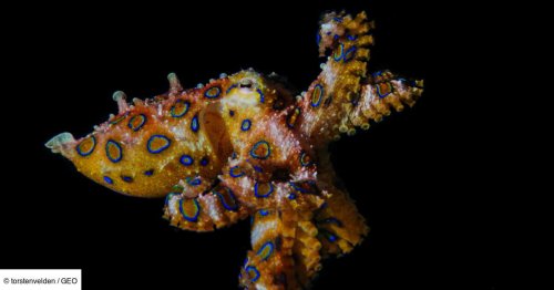 La capacité des calamars à changer de couleur pourrait inspirer les technologies de panneaux solaires
