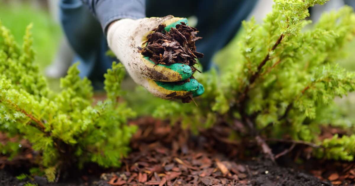 Jardin bio : pourquoi faut-il pailler son sol ?