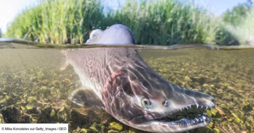 Espèces invasives les plus redoutées en Grande-Bretagne: à quoi faut-il s'attendre?