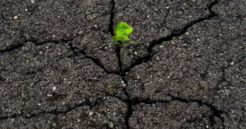 Ce béton inspiré des propriétés du lichen peut s'autoréparer et absorber du CO2