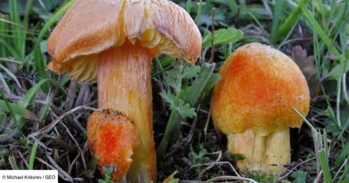 Héros méconnus de la vie sur Terre, des champignons rejoignent la "liste rouge" des espèces menacées