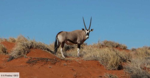 Au parc d'Etosha en Namibie, des oryx par milliers