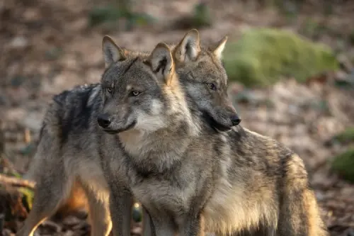 'The Wolf Within': co-existing with nature's misunderstood creatures