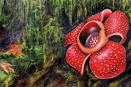 Saving raffelsia – the world’s largest flower