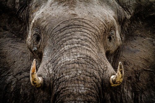 Elephant populations stabilise in parts of Africa