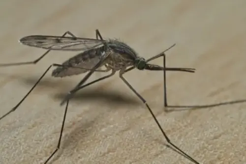 RKI: Saison für durch Mücken übertragene Krankheitserreger beginnt