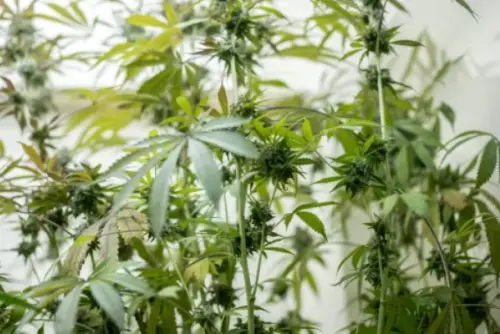 Präsident der Bundesärztekammer gegen Legalisierung von Cannabis