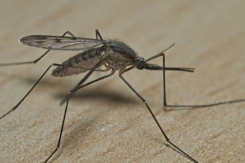 Bangladesch meldet schlimmsten Ausbruch des Denguefiebers mit über 1000 Toten