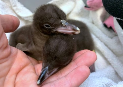 Ursache für tödliche Atemwegserkrankungen bei Pinguinen in Neuseeland gefunden